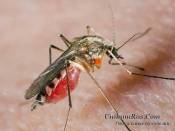 Электронная защита от комаров