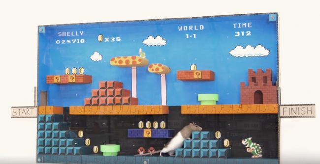 Лабиринт в стиле «Супер Марио» из картона для небольших домашних питомцев